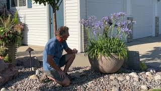 Agapanthus lily Of The Nile Showy In Planters Great For Cut Flowers And Mass Plantings