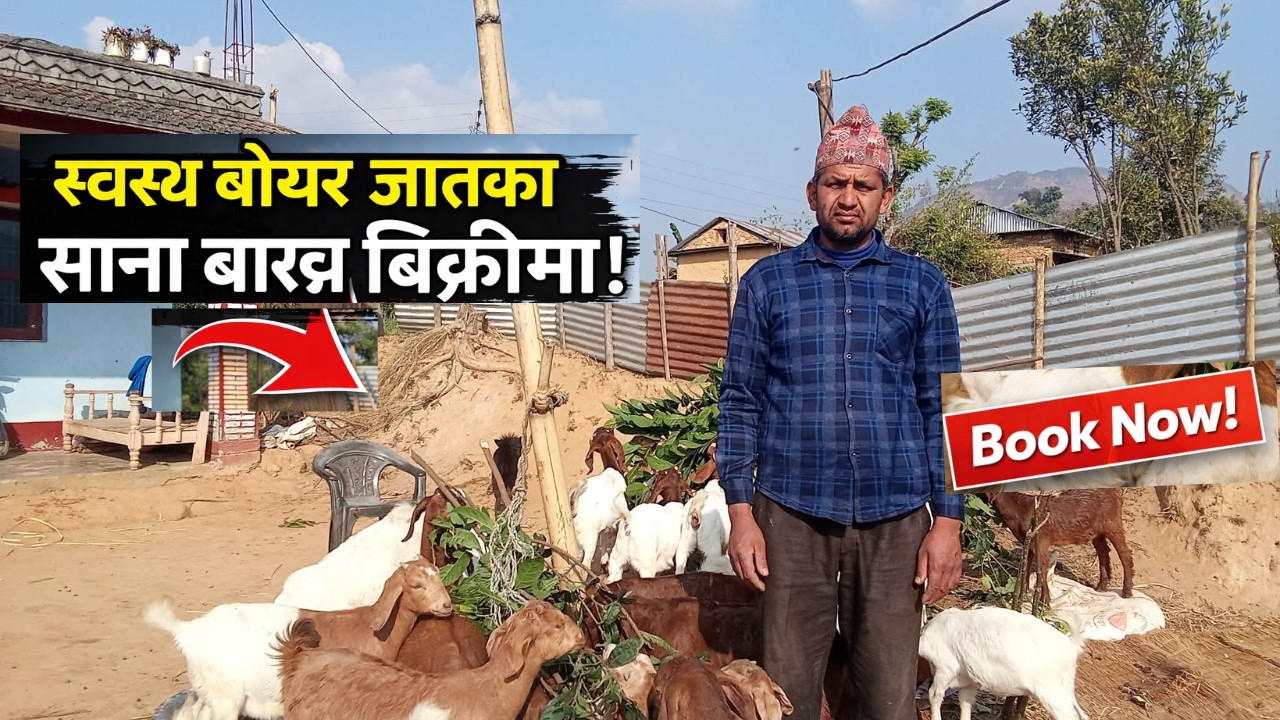 सस्तोमा राम्रा बोअर बाख्रा बच्चा – आजै लिनुहोस्! // boer goat for sale // nepal // india
