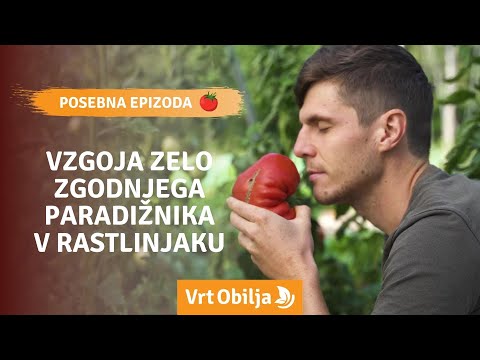 Video: Preliv paradižnika po sajenju v rastlinjaku