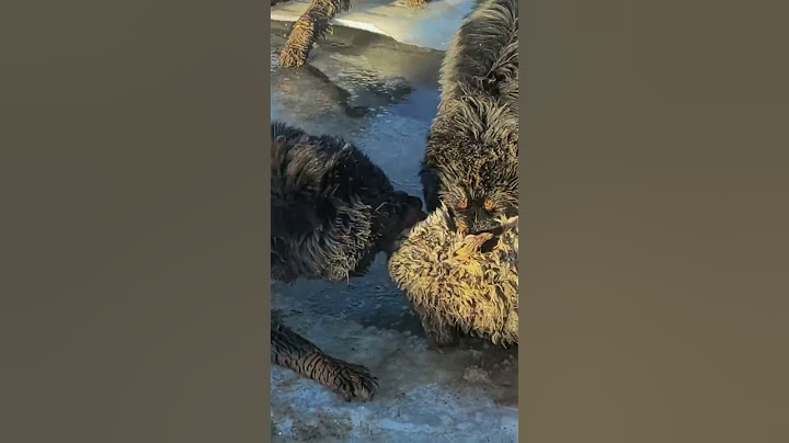 高原狼闯进牧场猎捕小牦牛 A plateau wolf breaks into a ranch to hunt a young yak #wolf #animal【跟着图尔去旅行】
