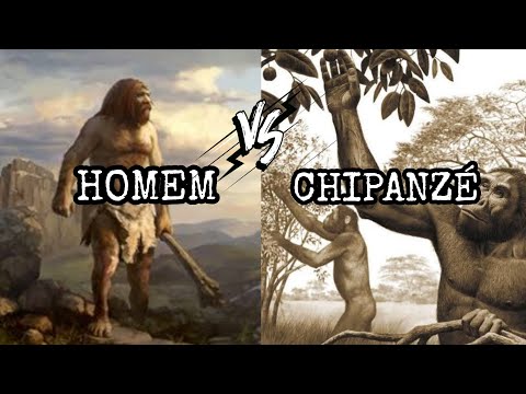 Vídeo: Os humanos são mais parentes dos gorilas ou orangotangos?