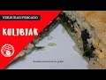 🍛🐟 Kulibiak de salmón  (empanada Rusa)  - fácil y rápida de preparar.