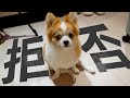 飼い主が芸を強要してきます。
