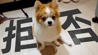 The Owner Forces Him To Perform Tricks.