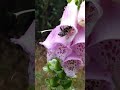 Bijen en hommels