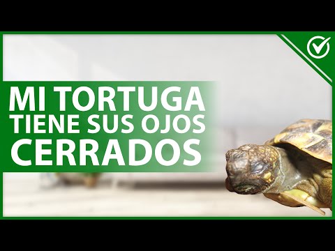 🐢 ¿Por qué mi TORTUGA tiene sus OJOS CERRADOS y no se mueve? 😞🐢 hqdefault