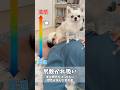 チワワの吸い方って200種類あんねん#あるある #犬のいる生活