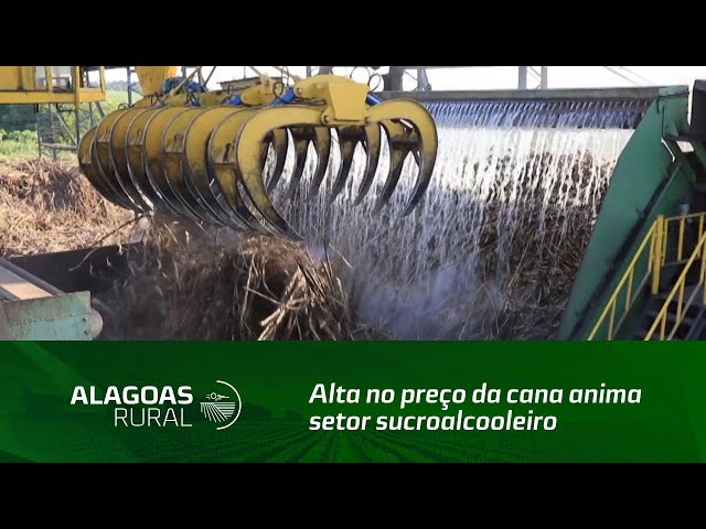 Alta no preço da cana anima setor sucroalcooleiro de Alagoas