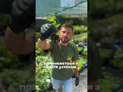 Саджанці суниці Барон Солемахер (полуниці)  - ремонтантна,  крупноплідна, врожайна, відео 2