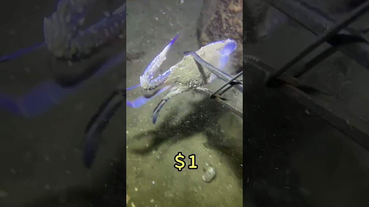 Real scuba diving adventure you can’t miss 🌊 