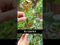 なぜバラ農家は花を切るのか？理由を知ると驚きます