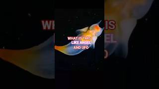 looks like angel amazing #shortvideo #animals #fypyoutube