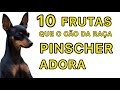 10 FRUTAS QUE O CÃO DA RAÇA PINSCHER ADORA  | PINSCHER FILHOTES