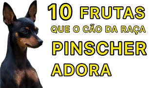 10 FRUTAS QUE O CÃO DA RAÇA PINSCHER ADORA  | PINSCHER FILHOTES