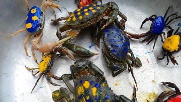 Thảo Cady giải cứu các con vật gặp con ếch, con cua, máy xúc, xe tải -Part 10011