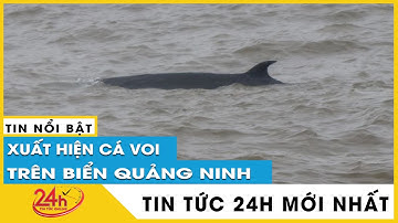 Cận cảnh Cá voi xuất hiện trên vùng biển Vĩnh Thực Quảng Ninh | TV24h