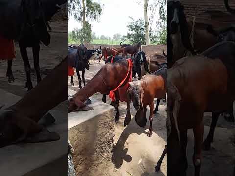#automobile #sajaungalutkarbhiterebadankida #goat #cow #beautifullgoats #animals