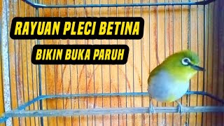 Pleci betina memanggil jantan rayuan betina ampuh