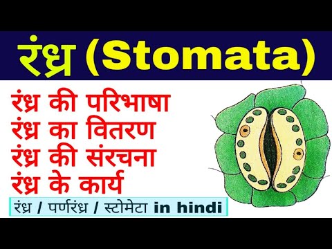 रंध्र (Stomata)| structure and function of Stomata | Opening and closing of stomata |रंध्र की संरचना