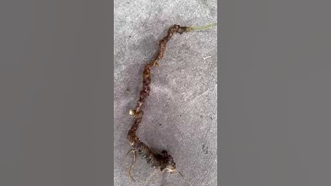 #sâm_ngọc_linh_rừng Cặp sâm rừng xịn Lai Châu 15gr  dài đẹp long lanh, gần 38 mắt rõ nét.