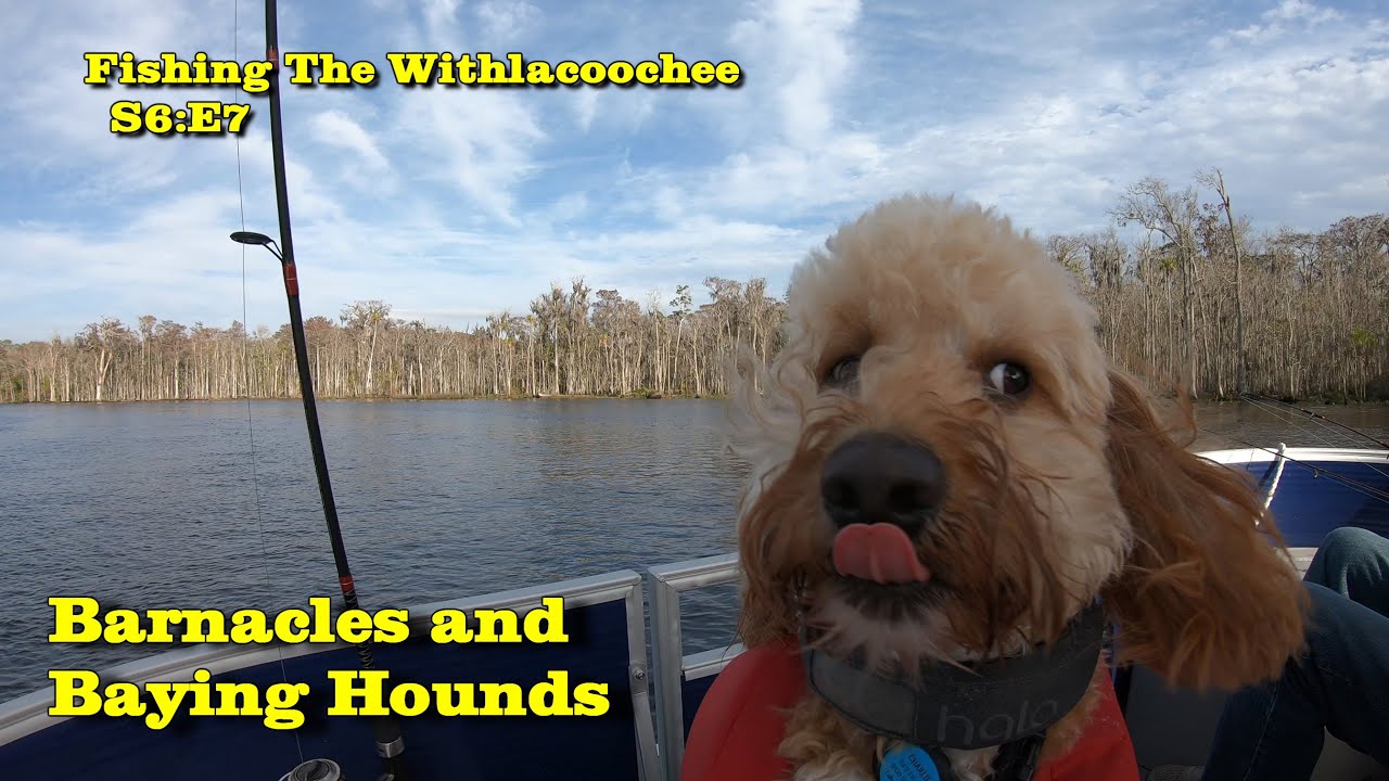 Fishing The Withlacoochee S6E7: Barnacles and Baying Hounds - YouTube