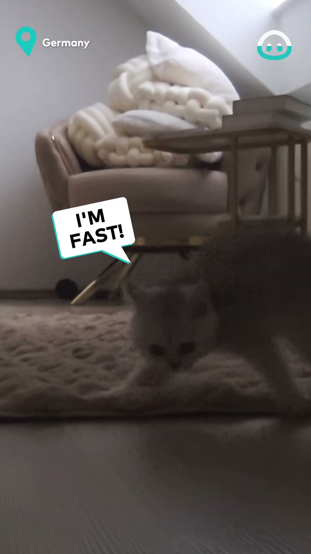 Kitten Having Fun Home Alone || ViralHog
