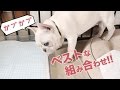 【このトイレおすすめ】犬のトイレトレーニングにはメッシュタイプが正解でした