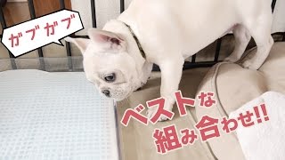 【このトイレおすすめ】犬のトイレトレーニングにはメッシュタイプが正解でした