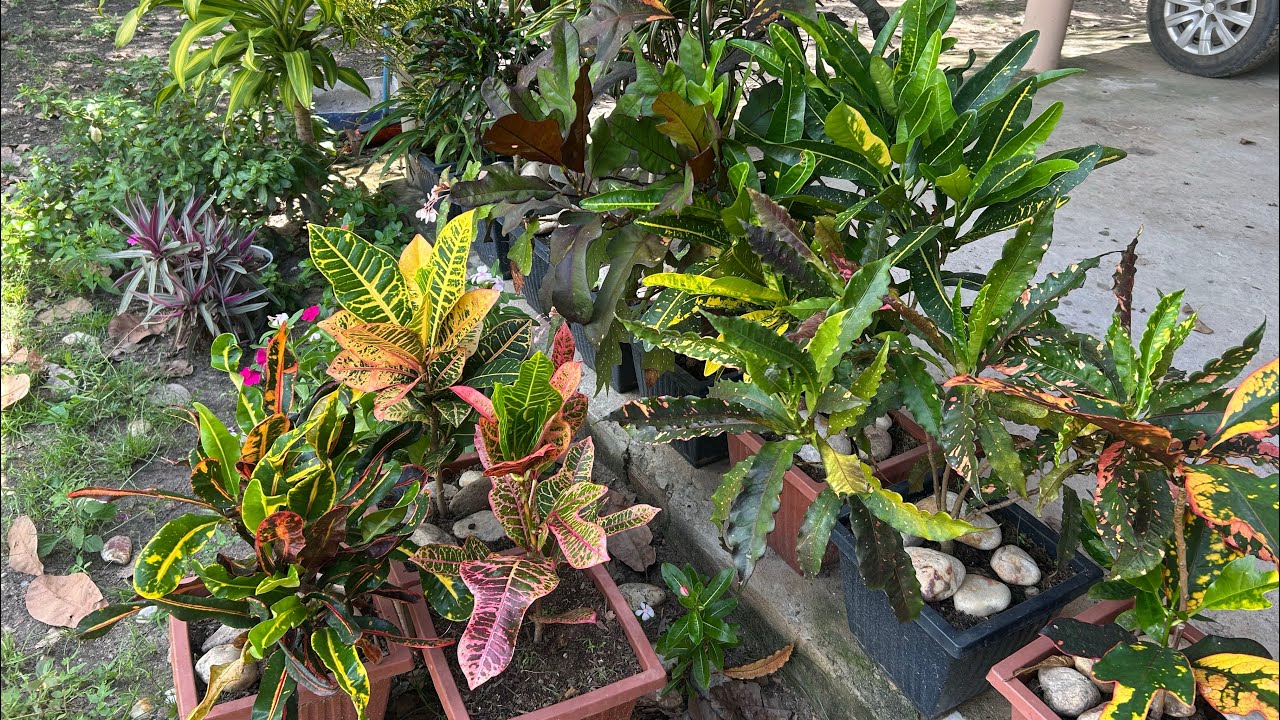 TOUR PELAS DE PLANTAS DE SOL PLENO🍀A MANEIRA MAIS FÁCIL DE FAZER MUDAS DOS CROTONS🍃
