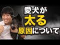 愛犬が太る原因について