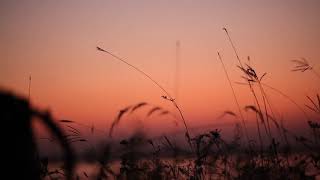 Evening Grasses Lakeside Sunset Nature Landscape No Copyright Video