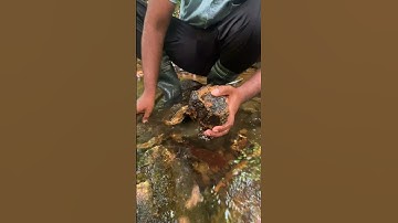 Dinosaur EGG FOSSIL 😮 #fossils #rock #hunting #ammonites #shorts