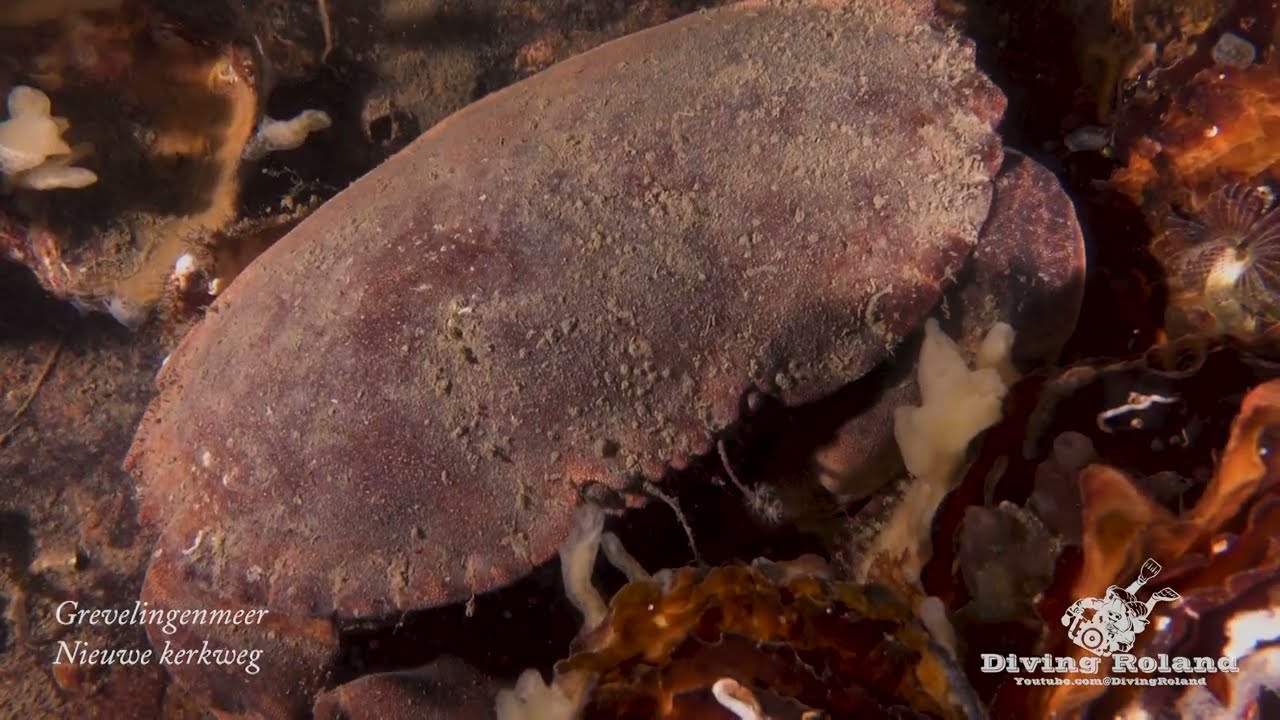 Duiken in Nederland, Grevelingenmeer, Zeeland januari 2024