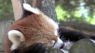 しっぽを毛繕いするレッサーパンダ ライラ~Red Panda