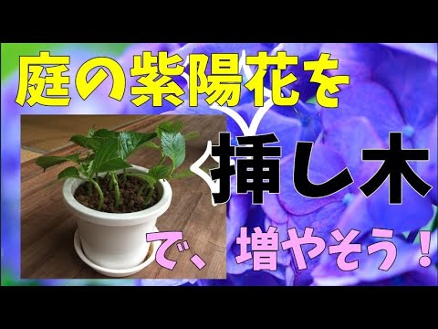 紫陽花挿木 庭で見つけた紫陽花を挿し木 発根 Hydrangea Youtube