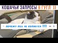 ПОЧЕМУ ПОЛ НЕ КОПАЕТСЯ??? ))) Приколы с котами | Мемозг 1032