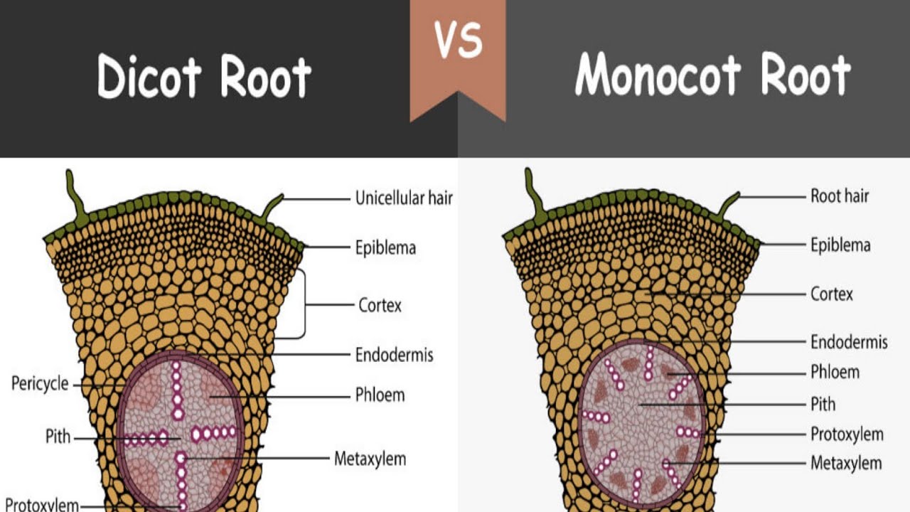 8. The Difference Between Balayage and Bright Roots for Blonde Hair - wide 2