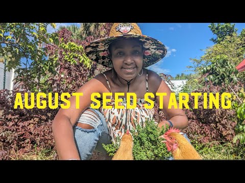 August seed starting-herbs, veggies, fruit trees - Plus right way to grow a mango from seed