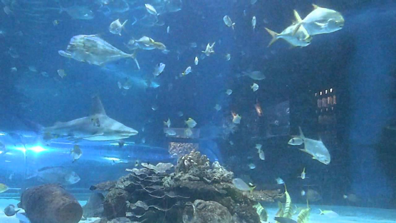 Budapest Aquarium - YouTube