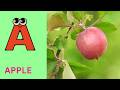 ABC Phonics Song | Alphabet letter sounds | ABC learning for toddlers | Education ABC Nursery Rhymes