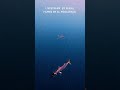 Underwater Kingfish Action #fishing #ocean #shorts #fishing