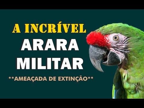 Vídeo: Cacatua Palmeira