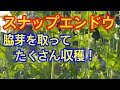 【スナップエンドウ】大きな実をつけるために行う『脇芽かき』の方法をもう一度詳しく説明します。前回分かりづらかった方、申し訳ありませんでした。