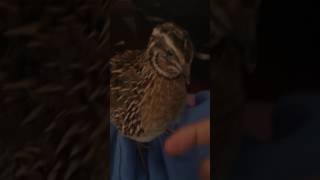 Song for kiwi meh quail