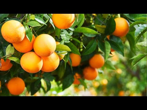 Mersin / Portakal ve Nar Bahçesi