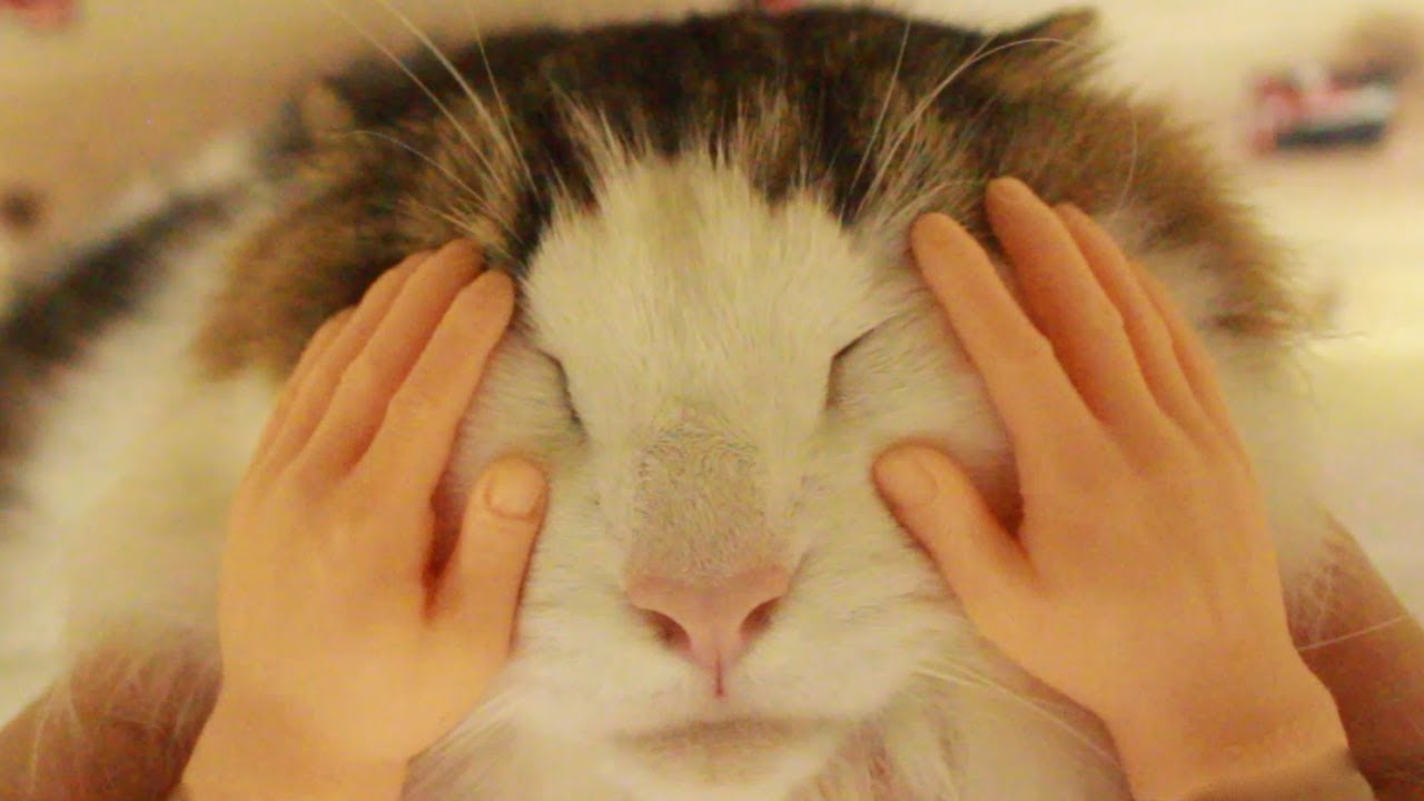 猫を小顔ローラーで美容マッサージ The Cat Massage Roller Youtube