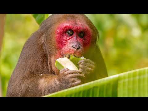 Video: Những con khỉ có may mắn trong năm 2019?