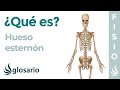 Hueso ESTERNÓN | Qué es, significado, ubicación, función y por qué duele