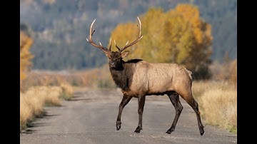 7 oktober 2025: Dierendag in Grand Teton NP