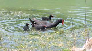 Baby Common Gallinules Family by Alan Terwilleger 266 views 2 weeks ago 3 minutes, 15 seconds